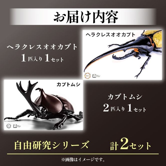 模型 昆虫 自由研究シリーズセット ヘラクレスオオカブト カブトムシ 2セット 玩具 ホビー 夏休み 虫 ヘラクレス フジミ 静岡県 藤枝市