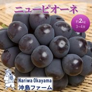 2026年 早期受付 ぶどう ピオーネ 約2kg（3～4房）岡山県高梁市産 沖島ファーム 化粧箱入り 葡萄 ブドウ 贈答用