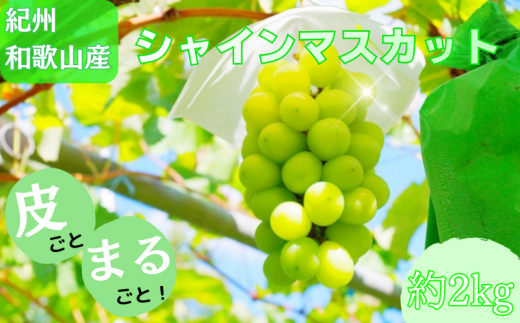 紀州和歌山産 シャインマスカット 約2kg / ぶどう ブドウ 葡萄 マスカット 果物 くだもの フルーツ 人気 旬の果物 ※2027年8月下旬〜9月中旬頃順次発送 ※日付指定不可 ※離島への配送不可【uot512-r-2】