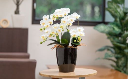 光触媒胡蝶蘭「遥(はるか)」 白黄　D-624