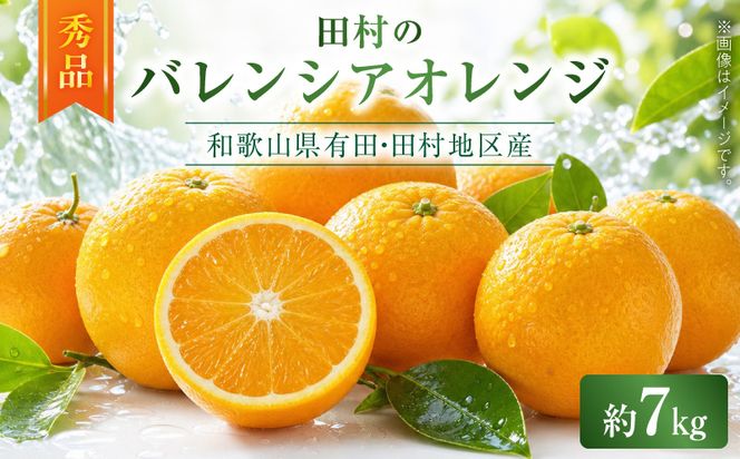 【2027年先行予約】秀品　田村のバレンシアオレンジ　約7kg_G7376