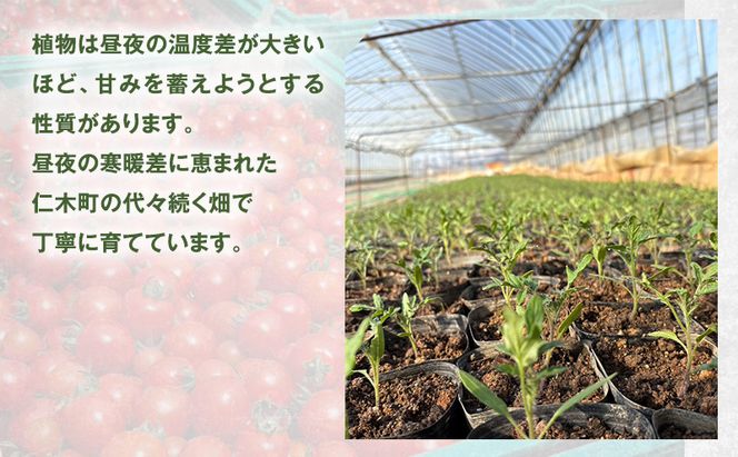 [先行受付] 北海道 仁木町産 ミニトマト キャロルスター 2.4kg （96粒～150粒）トマト 野菜 国産 プチトマト 甘み 使いやすい サラダ お弁当 家庭用 子供に人気 リコピン [REDA FARM]
