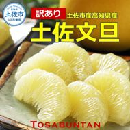 ＜土佐市産＞土佐文旦 訳あり 約10kg（3L～Lいずれかのサイズ）白木果樹園 返礼品 高知県 土佐市