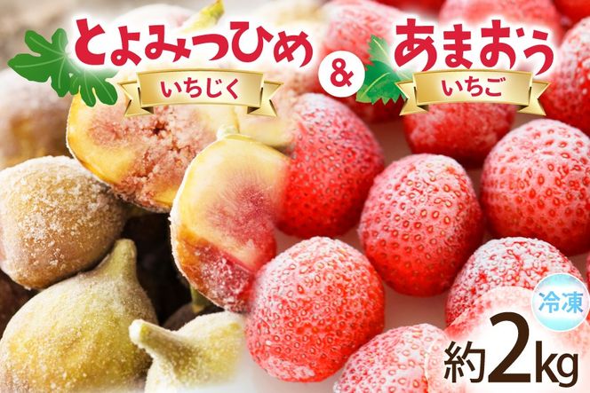 フルーツ 冷凍 あまおう ＆ 冷凍 よみつひめ セット 計約2kg [地域商社ふるさぽ 福岡県 宇美町 um40bfw220006] いちご いちじく 果物 イチゴ 苺 イチジク 無花果 くだもの ジャム シャーベット スムージー 詰め合わせ