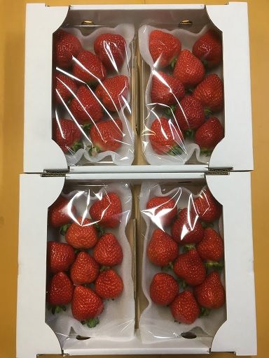 【先行予約】【2026年12月中旬より順次発送】福岡県産　あまおう　4パックセット【ナチュレッシュ・ファーム】_HA1335