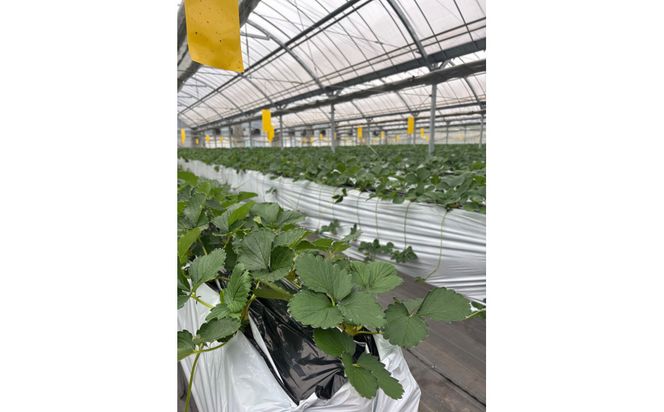 こだわり栽培　いちご　【食べ比べ】　すず（1pac) x　はるひ(1pac)【2025年12月～2026年4月末までお届け】 232238_DS006