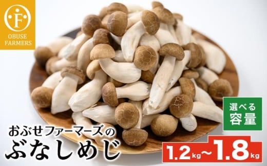  ぶなしめじ 300g × 4袋  300g × 6袋  選べる内容量 ［おぶせファーマーズ］ きのこ キノコ 野菜 鍋 炒め物 長野 信州 