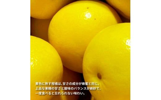 TKA044　先行予約 土佐の柑橘 土佐文旦 5kg 詰め合わせ ちょっと ムッキーちゃん（皮むき機）付き 文旦 ぶんたん ブンタン 柑橘 高知県 高知 返礼品 故郷納税 13000円 果物 くだもの フルーツ お取り寄せ 美味しい おいしい ご家庭用 ご自宅用 規格外サイズ 傷 訳あり