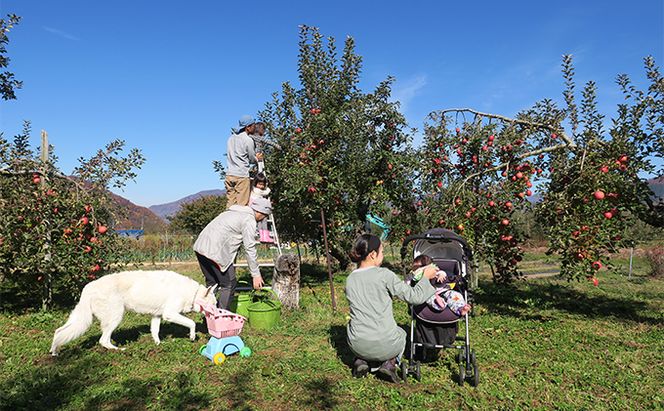 【完全無添加】【安心安全】【こだわりの搾汁製法】種あり巨峰／種なし巨峰／りんごのジュース 3本セット【栽培期間中 除草剤・ネオニコチノイド系農薬・化学肥料不使用】 果実飲料 フルーツジュース 飲み物 飲み比べ 