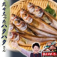 丸々太ったハタハタさん。ハタハタ 一夜干し 丸干し お取り寄せ 産地直送 食品 干物 食べ物 おつまみ 魚貝類 干物 贈り物 プレゼント 家庭用  myz02 myz11 myz17
