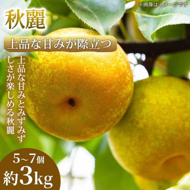 【上品な甘みが際立つ】熊本県産 秋麗 5～7個(約3kg) 1箱 秋麗 梨 フルーツ 甘い 濃厚 農家直送 ギフト 贈答用 家庭用 お取り寄せ 熊本県