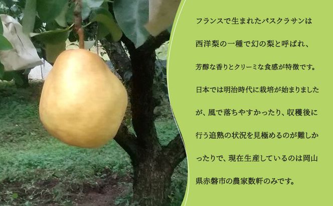 梨 パスクラサン トーストようかん 6箱 セット (1箱×3枚入) 羊羹 ようかん 西洋梨 なし フルーツ 果物 