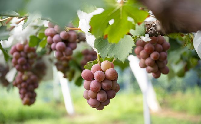 【2026年先行予約】 ぶどう 岡山県産 クイーンニーナ 1kg箱（2～3房） 《2026年8月下旬-9月下旬頃出荷》 葡萄 ブドウ 岡山県産 フルーツ 果物 スイーツ 数量限定 期間限定 岡山 里庄町 ブドウ ぶどう 葡萄 