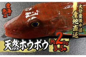 天然 ホウボウ (約2kg・計3-5本) 直送 産直 漁師 魚 鮮魚 天然 ホウボウ 魴ぼう 白身魚 獲れたて 刺身 煮つけ 塩焼き 冷蔵 豊後水道 鮮魚 大分県 佐伯市 豊後水道 鮮魚 愛海の恵み【CS10】【 (有)丸昌水産】