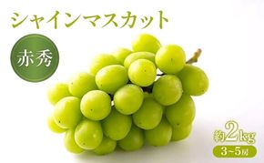 ぶどう 2027年 先行受付 シャインマスカット（赤秀） 約2kg  (3～5房) フルーツ 果物 岡山 赤磐市