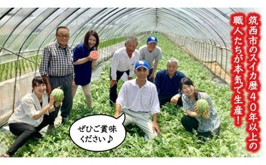 【 訳あり 】 こだますいか 「 愛娘 」 2玉 2026年産 先行予約 筑西ブランド こだまスイカ 小玉スイカ すいか スイカ フルーツ 果物 [AF084ci]