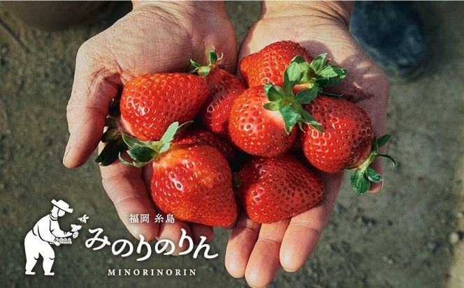 【その日一番のあまおうを即日出荷！】 本格 あまおう ( 285g × 2パック) いちご 苺 糸島市 / みのりのりん[ABD002]