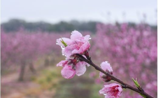 【先行予約】【極上秀品】あふれる果汁で口いっぱい！ 食べきりサイズ 和歌山県産 桃 3玉 / 和歌山 桃 モモ フルーツ もも 白桃 果物 くだもの ※2027年6月末頃～8月末頃順次発送予定（お届け日指定不可） ※離島への配送不可 【kgr501-p-ta3】