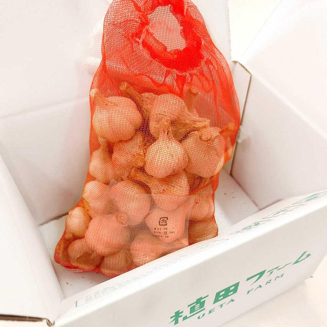 植田ファームの自然乾燥平戸にんにく約1.4kg  /ガーリック ニンニク 高知県 土佐市 【株式会社　植田ファーム】[BQAT023]
