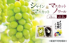 ぶどう 2026年 先行予約 シャインマスカット ＆ マスカットノワール 各1房入り 約1.2kg 岡山県 赤磐市 ブドウ 果物 フルーツ