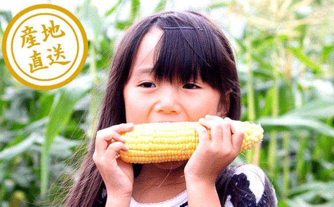 【2026年夏発送】とうもろこし 2種類セット 10本入 生で食べれる ピュアホワイト＆恵味