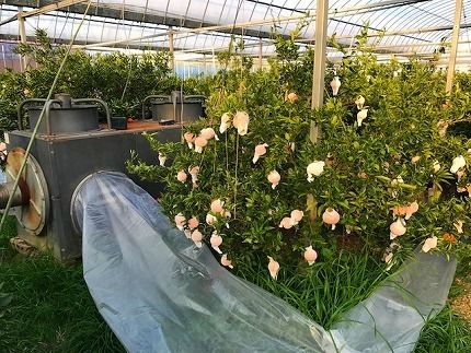 ハーフ 化粧箱 柑橘の大トロ ハウス せとか 厳選 6玉入 南泰園 	BS154 