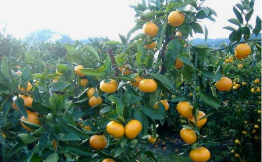 紀州 有田 みかん 10kg 訳あり キズ 家庭用 サイズ混合 ※2026年11月下旬～2027年1月中旬頃順次発送予定 ※北海道・沖縄・離島への配送不可 【sml004-c-10A】
