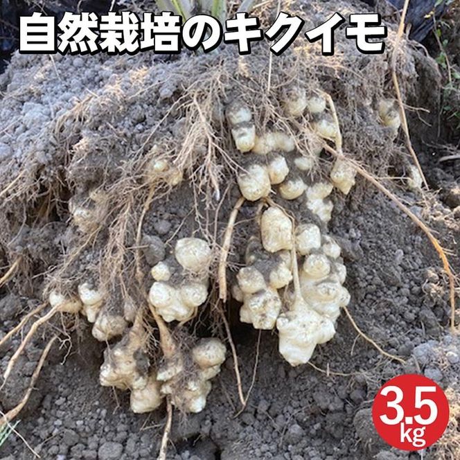 【期間限定】自然栽培のキクイモ 3.5kg 京都 亀岡産 かたもとオーガニックファームよりお届け《菊芋 野菜 産地直送 国産 健康 食品 ダイエット 芋》 ※2024年11月上旬～2025年3月下旬頃に順次発送予定 ※離島への配送不可