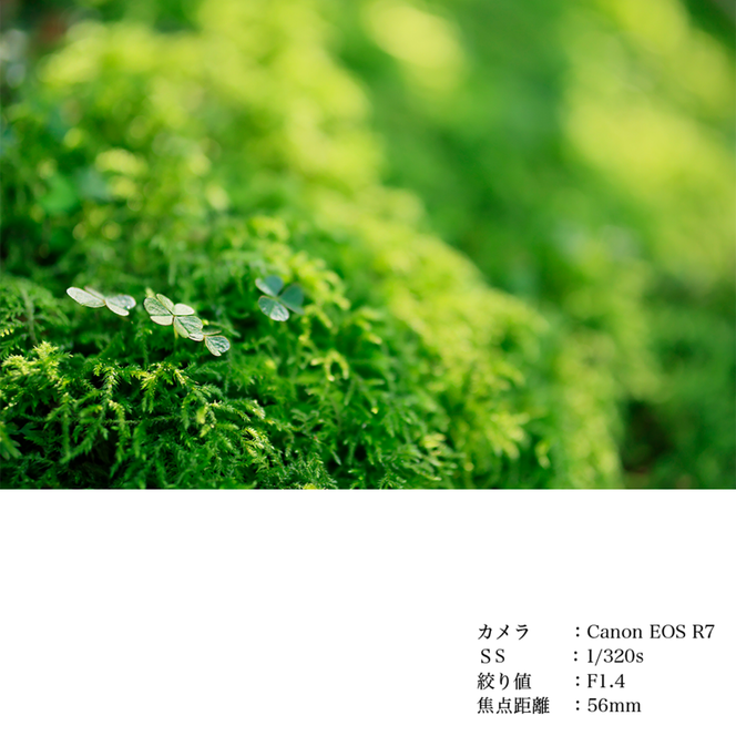 SIGMA 56mm F1.4 DC DN | Contemporary【Lマウント】