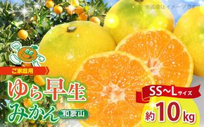 【2026年先行予約】【ご家庭用 極早生】和歌山 有田ゆら早生みかん 約10kg (SS、S、M、Lサイズ)【湯浅町】_ZJ1016n