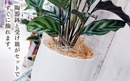 カラテア ・ フレディ 糸島市 / cocoha [AWB017] 観葉植物 緑 グリーン 暮らし インテリア 植物 鉢 おしゃれ 室内