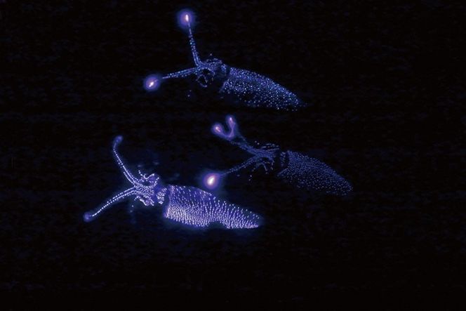 【2026年3月上旬以降発送】富山県産ボイルホタルイカ340g（酢みそ付）【棚辺水産】　※2026年3月上旬～5月中旬頃に順次発送予定　※離島への配送不可