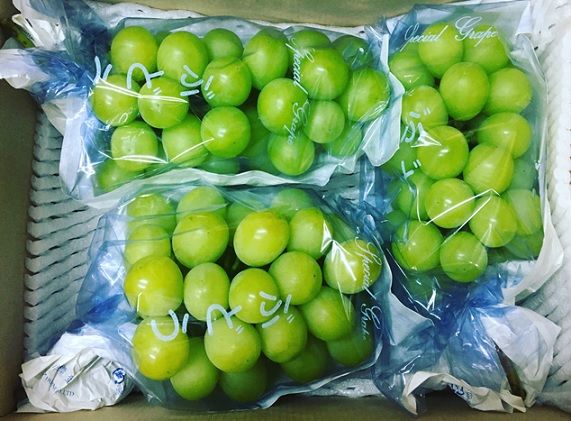 シャインマスカット 約1.5kg 2房～3房 柳澤果樹園 ぶどう 長野 マスカット ブドウ フルーツ 果物 シャイン【 果物類 】 葡萄 