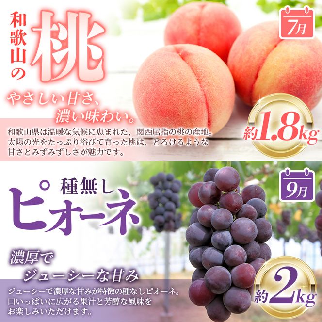 【全3回】紀州和歌山産旬のフルーツ定期便 (桃・ピオーネ・ひらたねなし柿)【tkb371】