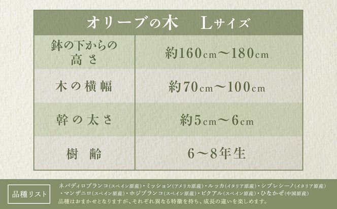 オリーブの木　Lサイズ　高さ約160～180cm 372013_KB001