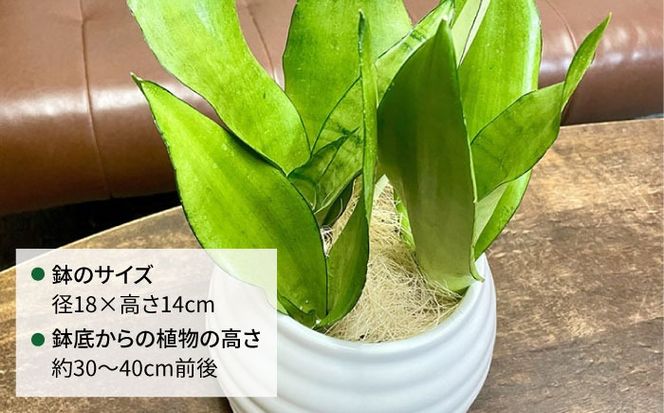 マイナスイオン発生植物！シルバーリーフ 『サンスベリア・ムーンシャイン』 ボーダーボールポット付 糸島市 / cocoha 観葉植物 グリーン 緑 インテリア[AWB045]