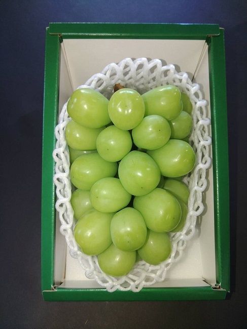 [先行受付] 北海道 仁木産 シャインマスカット 600g前後  果物 ぶどう フルーツ おやつ デザート 食後 有機肥料 農薬低減 国産 直送 産地直送 食べ物 食品 北海道産 [株式会社　小野農園]