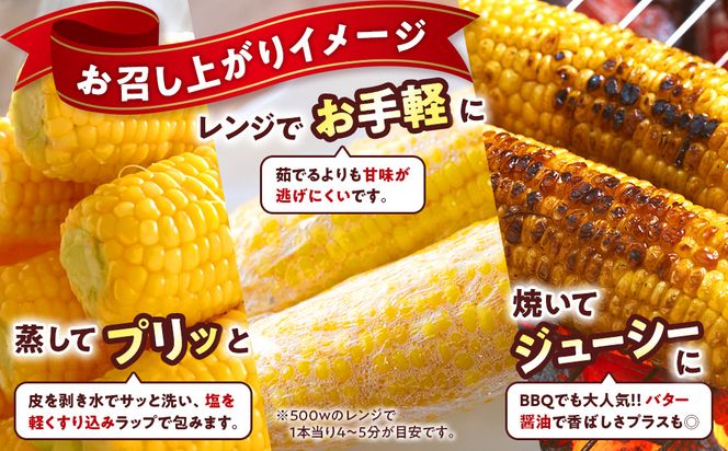 朝採 新鮮 白浜町産 ゴールドラッシュ とうもろこし 2Lサイズ 10～12本 はたごや農園 304018_ET01