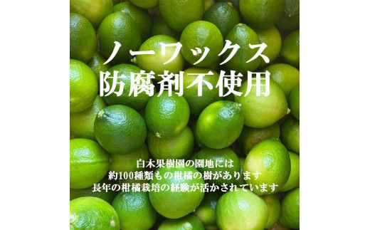 【先行予約】＜果樹園直送＞ 白木果樹園産 ベルガモット 約2kg 1キロ 10～15個入り〈2026年10月下旬～12月下旬頃発送〉  / 果物 くだもの 果実 柑橘類 柑橘 爽やか フレッシュ 新鮮 デトックスウォーター【白木果樹園】 [BQAI045]