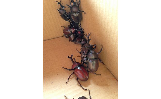 同時に楽しめる！ブルーベリー狩り・カブト虫狩り 長野県下最大級 体験チケット