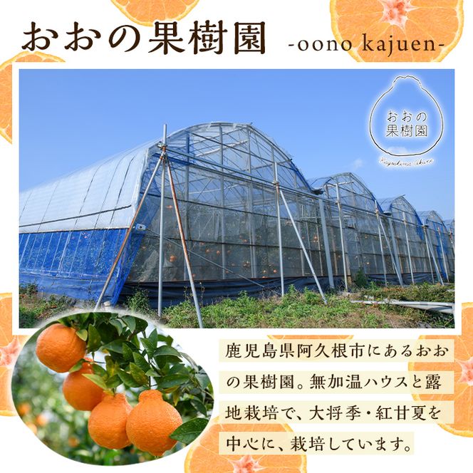 ＜先行予約受付中！2027年2月中旬以降順次発送予定＞数量限定！おおの果樹園の「大将季」(計3kg) 果物 フルーツ 果実 柑橘 ハウス栽培 無加温 みかん【おおの果樹園】akn087-03