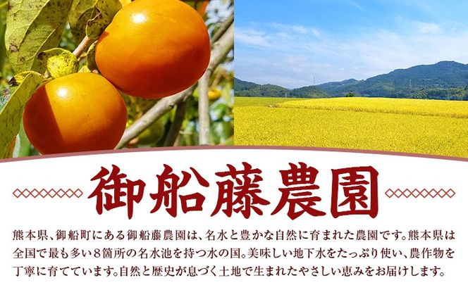 【先行予約】半生干し柿 選べる内容量 6個 12個 18個 御船藤農園《2026年11月上旬-2027年1月中旬頃出荷》熊本県 御船町 柿 高瀬柿 果物 フルーツ かき セミドライ 甘味 くだもの 和菓子 ねっとり 濃厚 おやつ スイーツ ギフト 送料無料---mifune_mfn_13_6p---