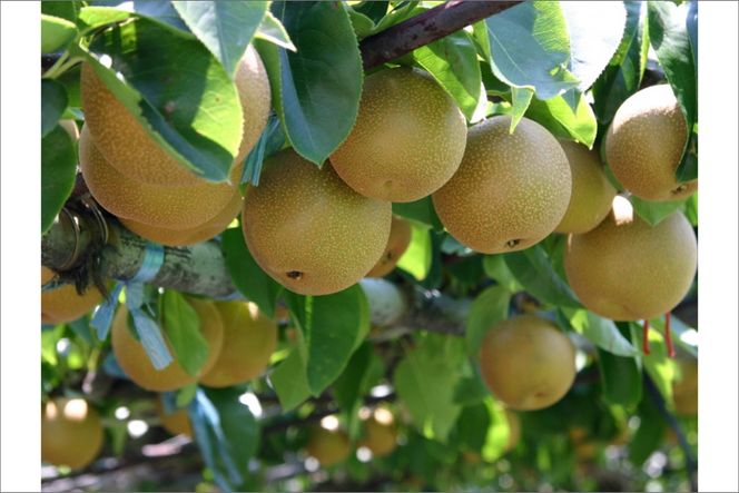 【先行予約／数量限定50】京都丹後産 新興梨 5kg（2026年10月下旬～発送）　AM00710