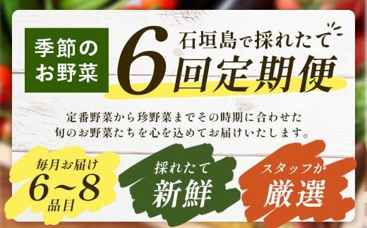 ▼石垣島産 野菜BOX【６回定期便】（６~８種類）季節ごとに野菜パワーをあなたに！！｜沖縄 石垣島 直送 旬 新鮮 島野菜 野菜セット 野菜 やさい 季節のお野菜 旬の野菜セット 詰め合わせ 定期便 野菜定期便 CK-3