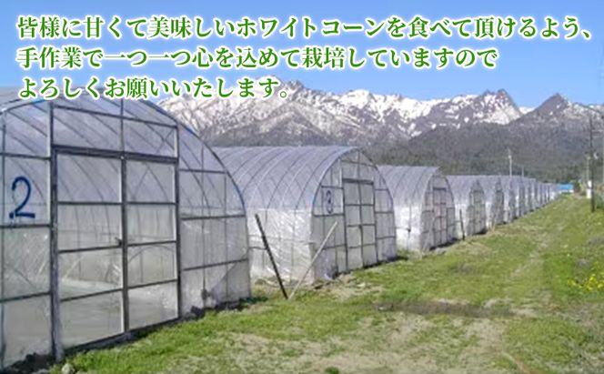 【先行受付  2026年発送】ふらのホワイトコーン 計 4.2kg 以上 (12～14本入) 白 とうもろこし ホワイトクリスピー 野菜 北海道 富良野 ふらの ギフト 長沢農園