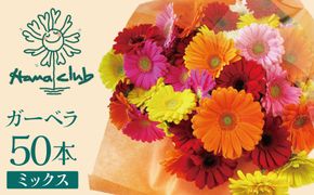 【ラッピング付】生花ガーベラミックスの花束 50本 日付指定可能 ギフト プレゼント ラッピング 産地直送 インテリア お花 フラワー  ボリューム満点 H193-027