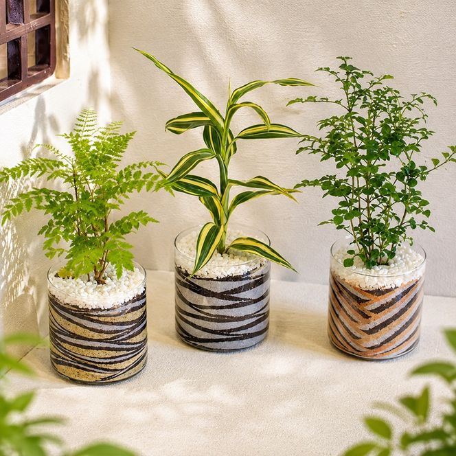 カラーサンド 3個 セット ブラウン・シック系 植物 インテリア ガーデン 