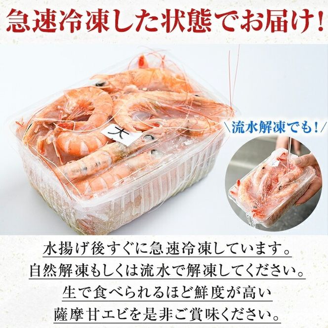 数量限定！鹿児島県阿久根産 薩摩甘エビ(約1kg・40～70尾) 国産 阿久根市産 えび 海老 急速冷凍 冷凍配送 魚貝類 魚介類 海産物 【濱崎魚類】a-12-30-z