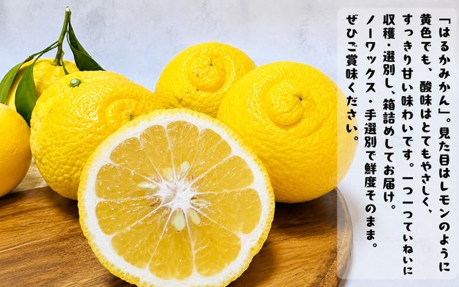 【先行予約】【人気柑橘】 有田育ちの はるか みかん（訳あり 家庭用）約5kg+200g(傷み補償分) ※2027年1月下旬～3月下旬に順次発送 ※着日指定不可【ard156B】