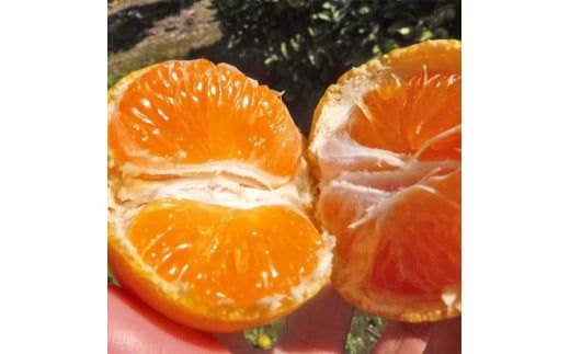 【先行予約】【ご家庭用】和歌山有田みかん約5kg(S、Mサイズ) ｜ みかん 有田みかん 温州みかん ミカン 温州ミカン 柑橘 果物 フルーツ 甘い 先行予約 s m 甘い 5kg